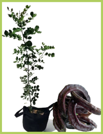 Caroubier / Ceratonia siliqua L. 27l
