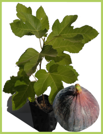 Figuier - variété "Dauphine" / Ficus carica 2.5l