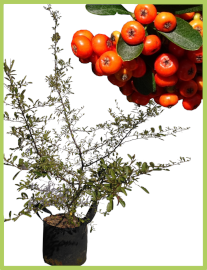 Buisson ardent / Pyracantha 27l